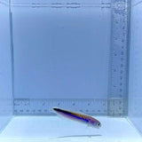 Oreni Tile Fish