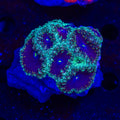 Outer Orbit Blastomussa