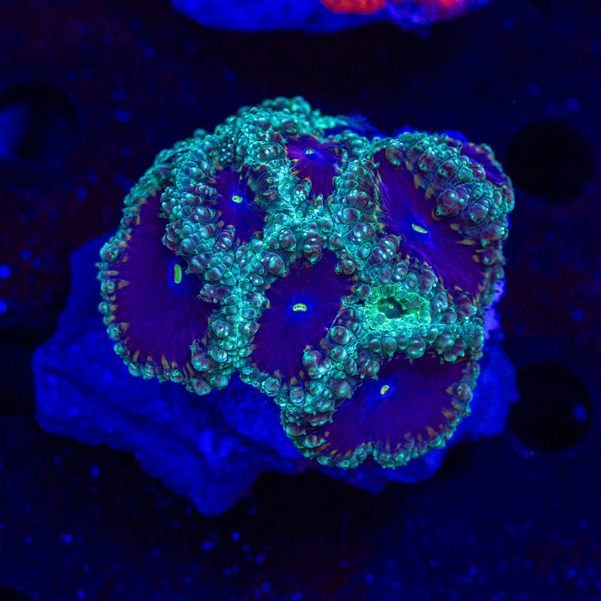 Outer Orbit Blastomussa