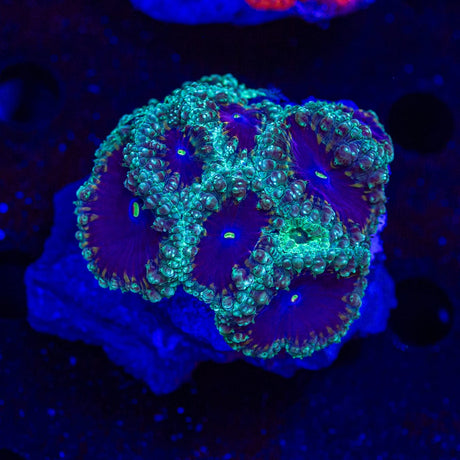 Outer Orbit Blastomussa