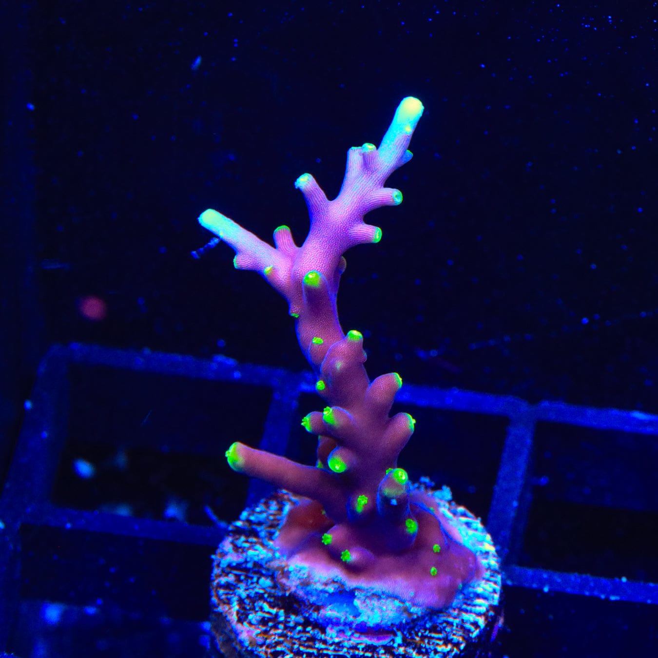Pacman Acropora Coral