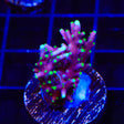 Pacman Acropora Coral