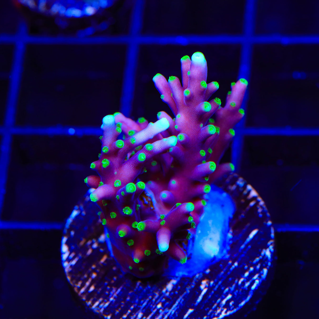 Pacman Acropora Coral
