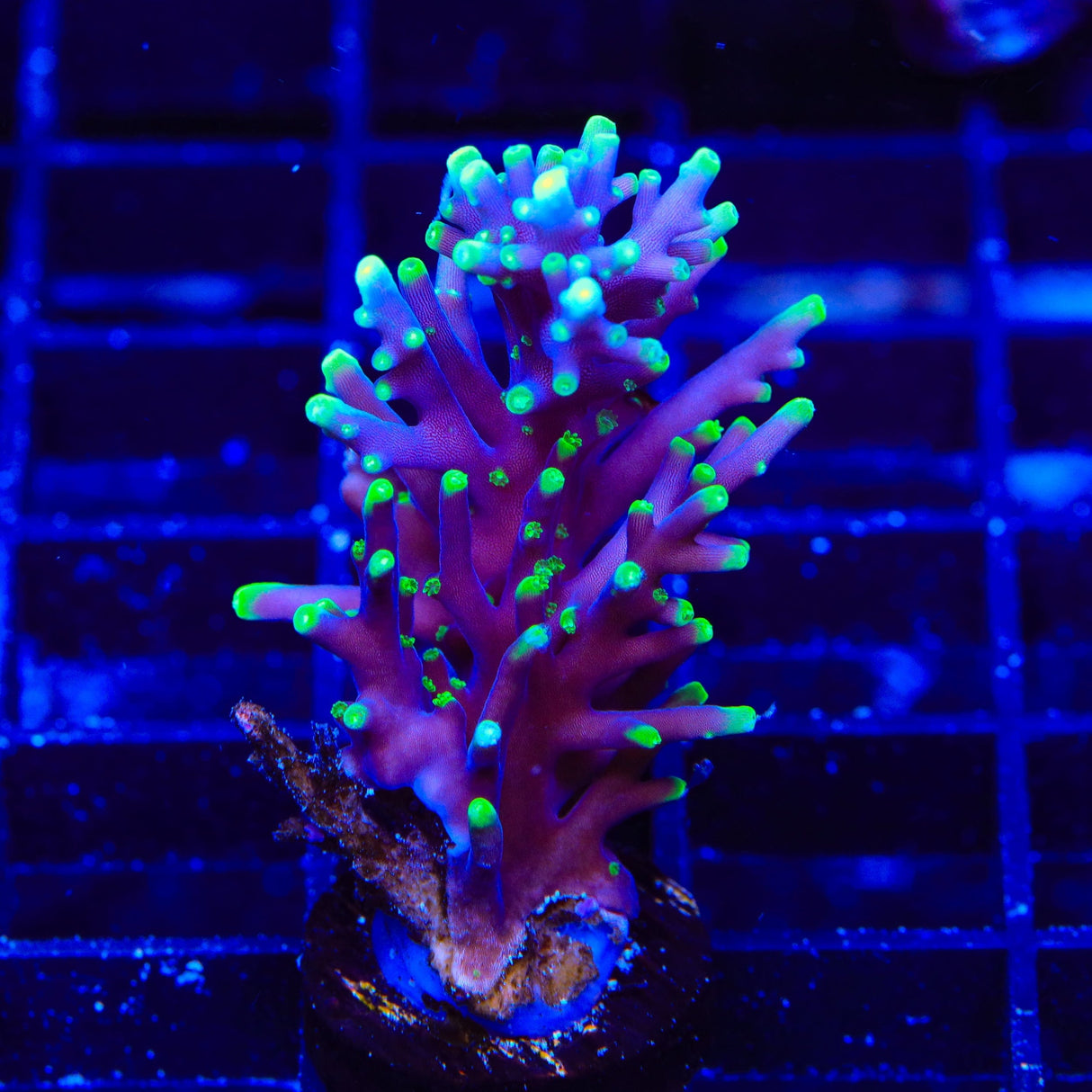 Pacman Acropora XL Frag Coral
