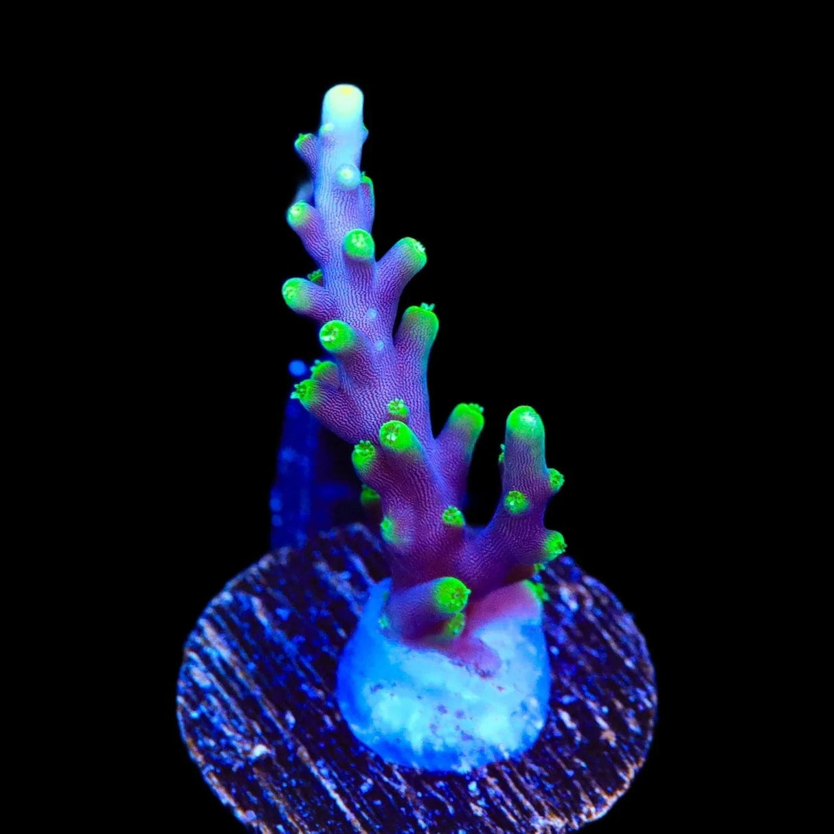 Pacman Dragon Acropora Coral