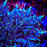 Pacman Dragon Acropora Coral