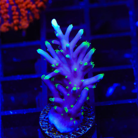 Pacman Dragon Acropora Coral