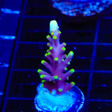 Pacman Dragon Acropora Coral