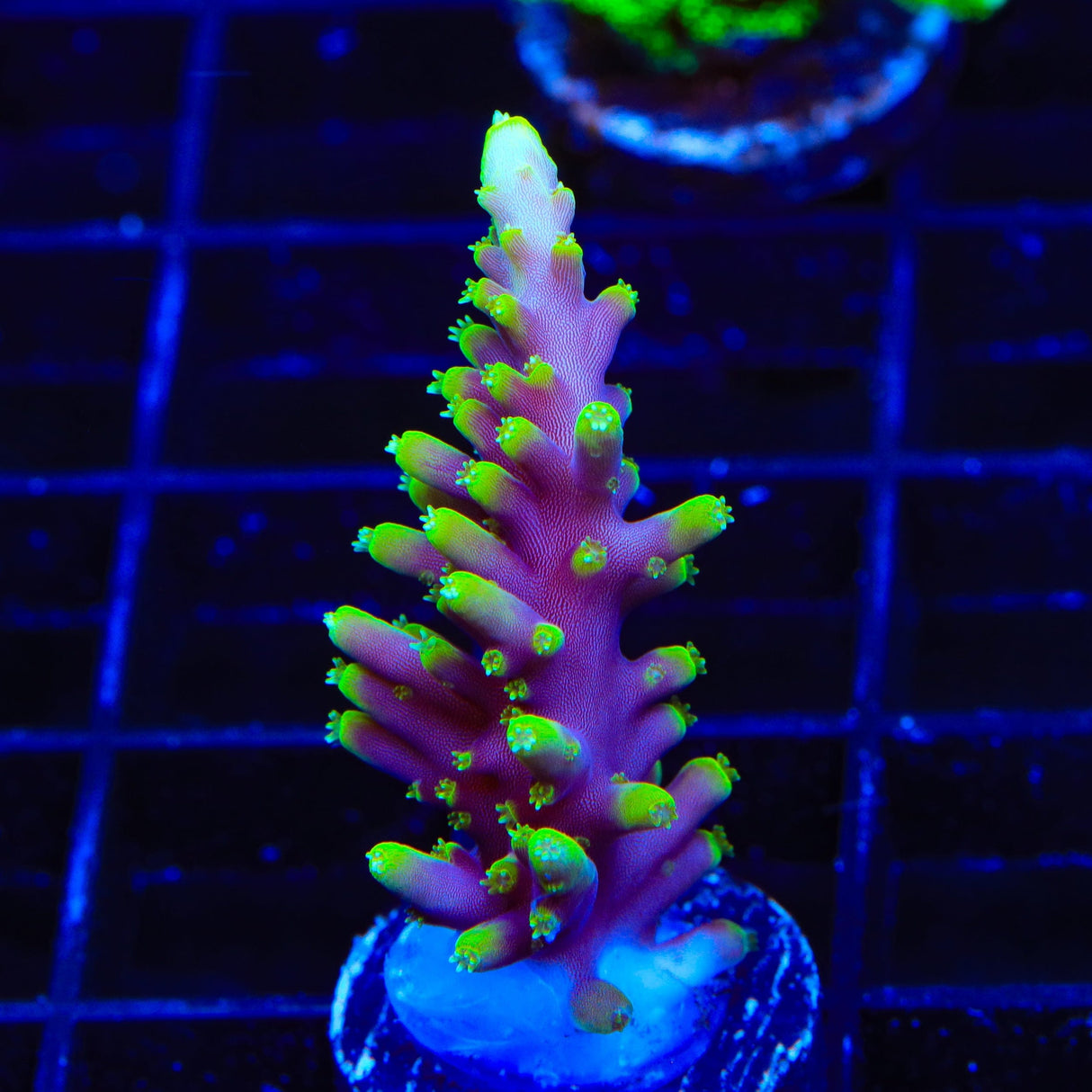 Pacman Dragon Acropora Coral