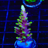 Pacman Dragon Acropora Coral