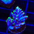 Pacman Dragon Acropora Coral