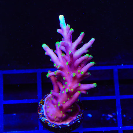 Pacman Dragon Acropora XL Frag Coral