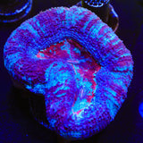 Paint Swirl Bowerbankii Coral