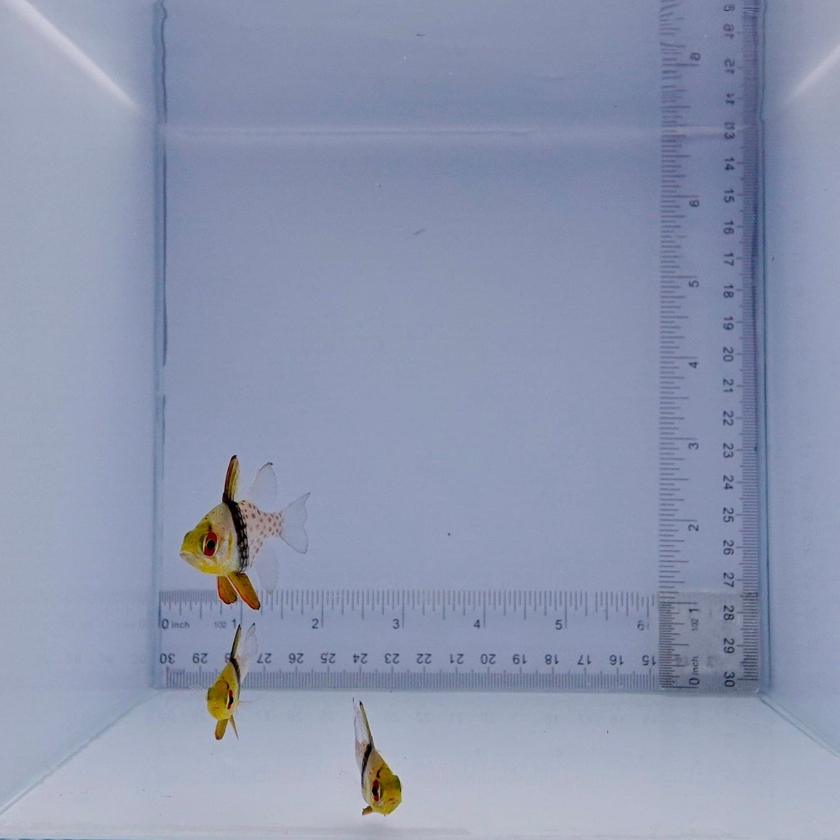 Pajama Cardinal Fish