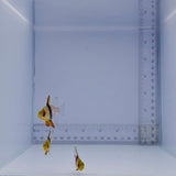 Pajama Cardinal Fish