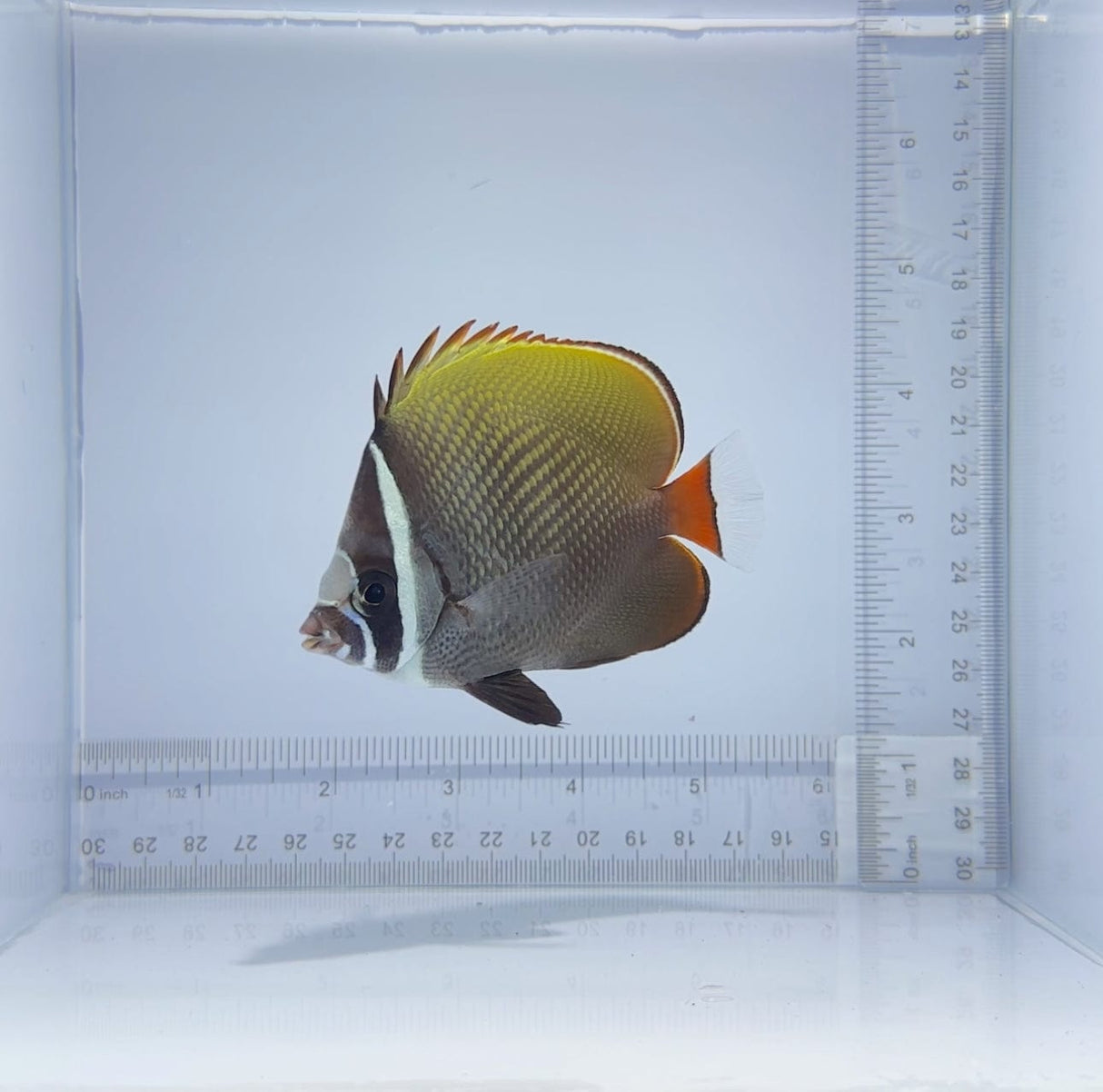 Pakistani Butterfly Fish