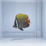 Pakistani Butterfly Fish