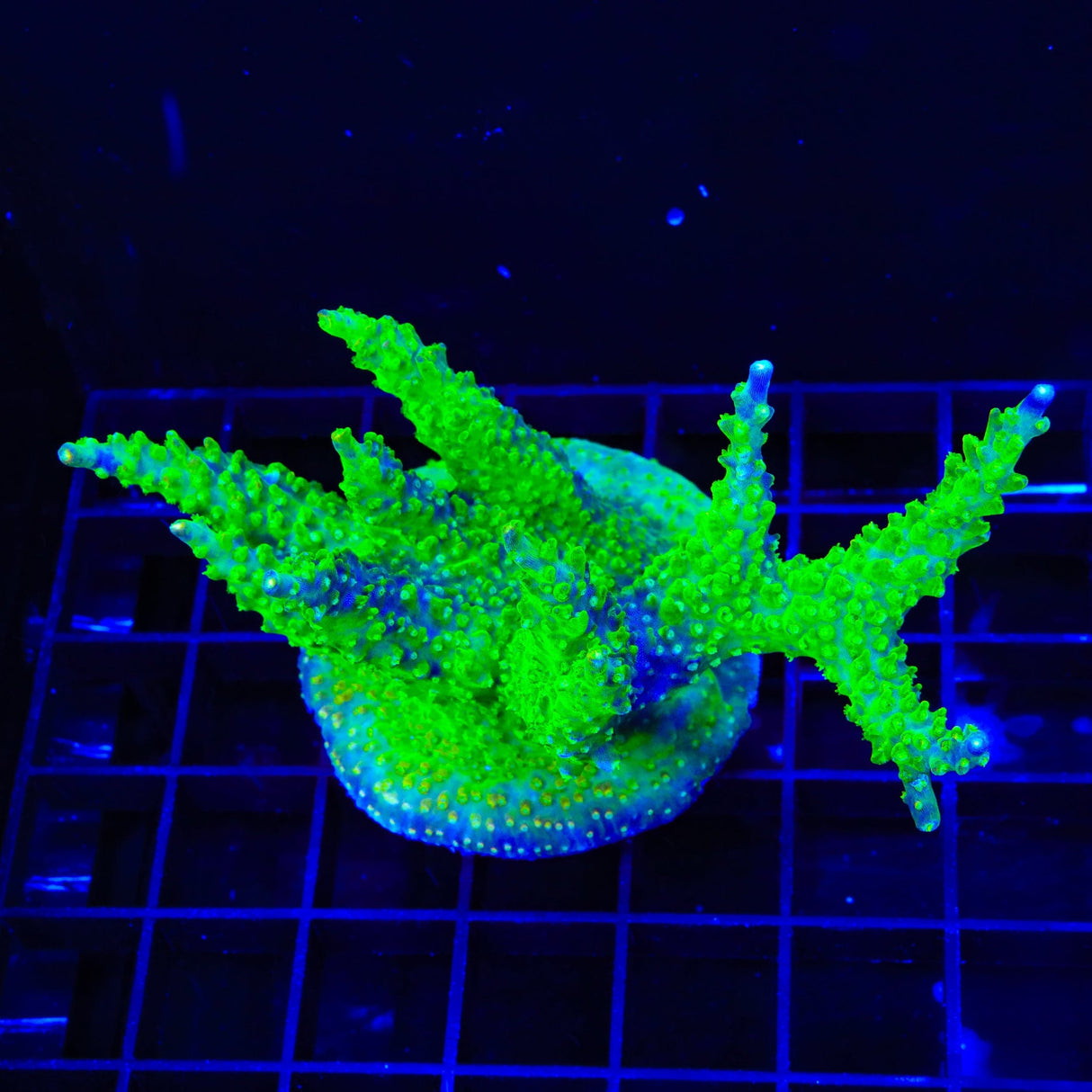 Paletta Pink Tip Acropora Colony Coral