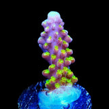 Paletta Pink Tip Acropora Coral