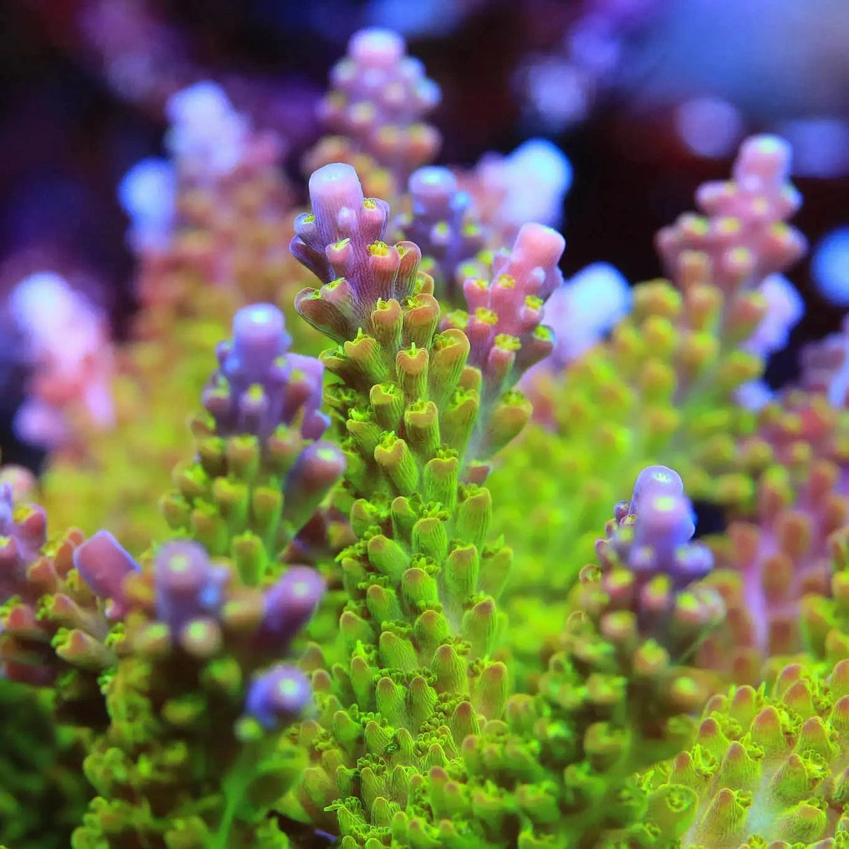 Paletta Pink Tip Acropora Coral