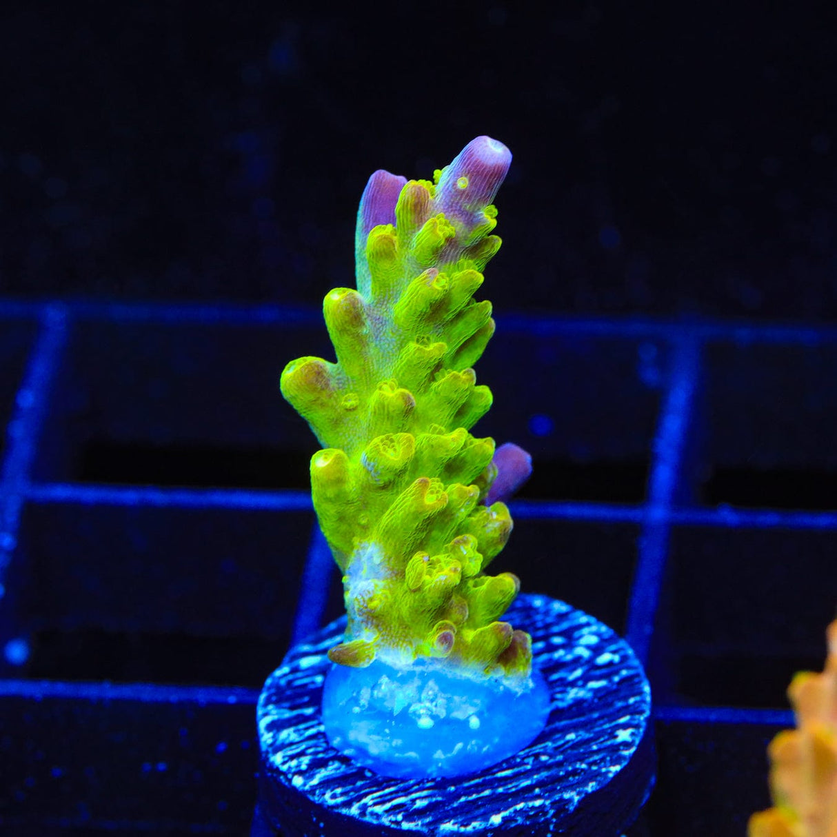 Paletta Pink Tip Acropora Coral