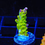 Paletta Pink Tip Acropora Coral