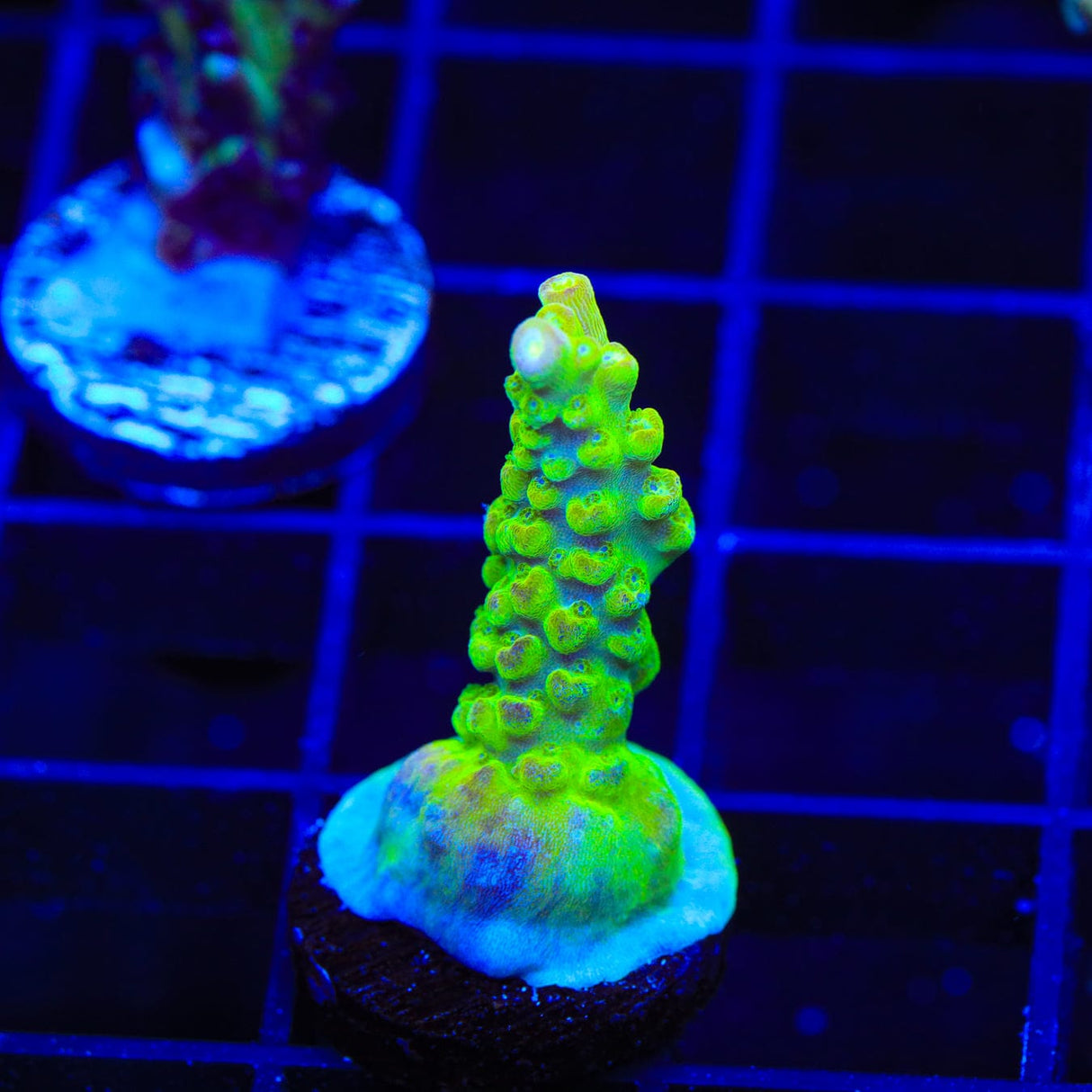 Paletta Pink Tip Acropora Coral