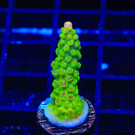 Paletta Pink Tip Acropora Coral