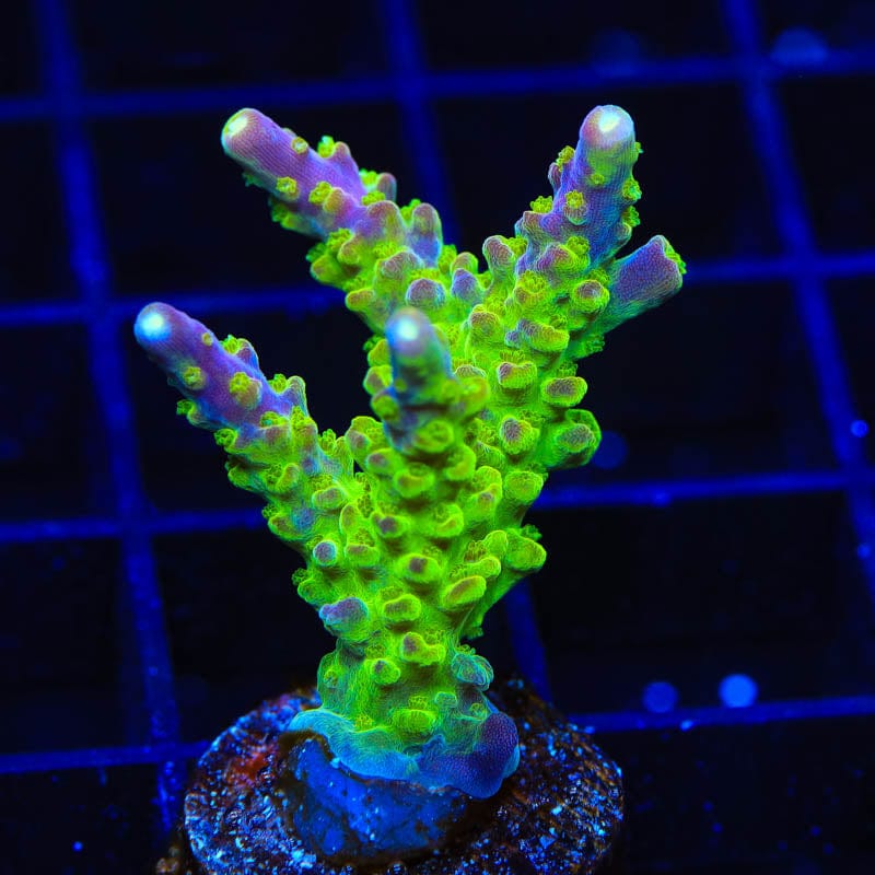 Paletta Pink Tip Acropora Coral