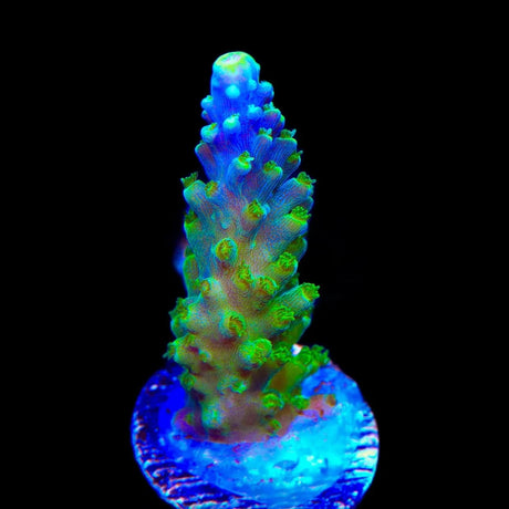 Paletta Tricolor Acropora Coral