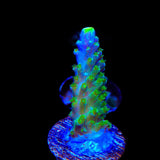 Paletta Tricolor Acropora Coral