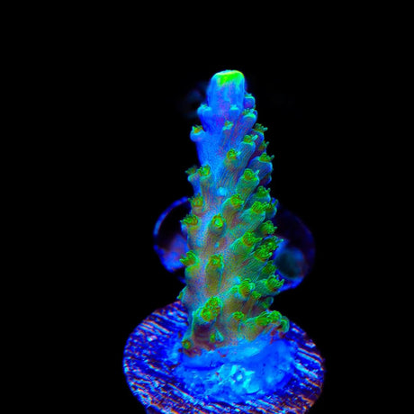 Paletta Tricolor Acropora Coral