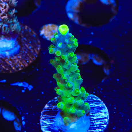 Paletta Tricolor Acropora Coral