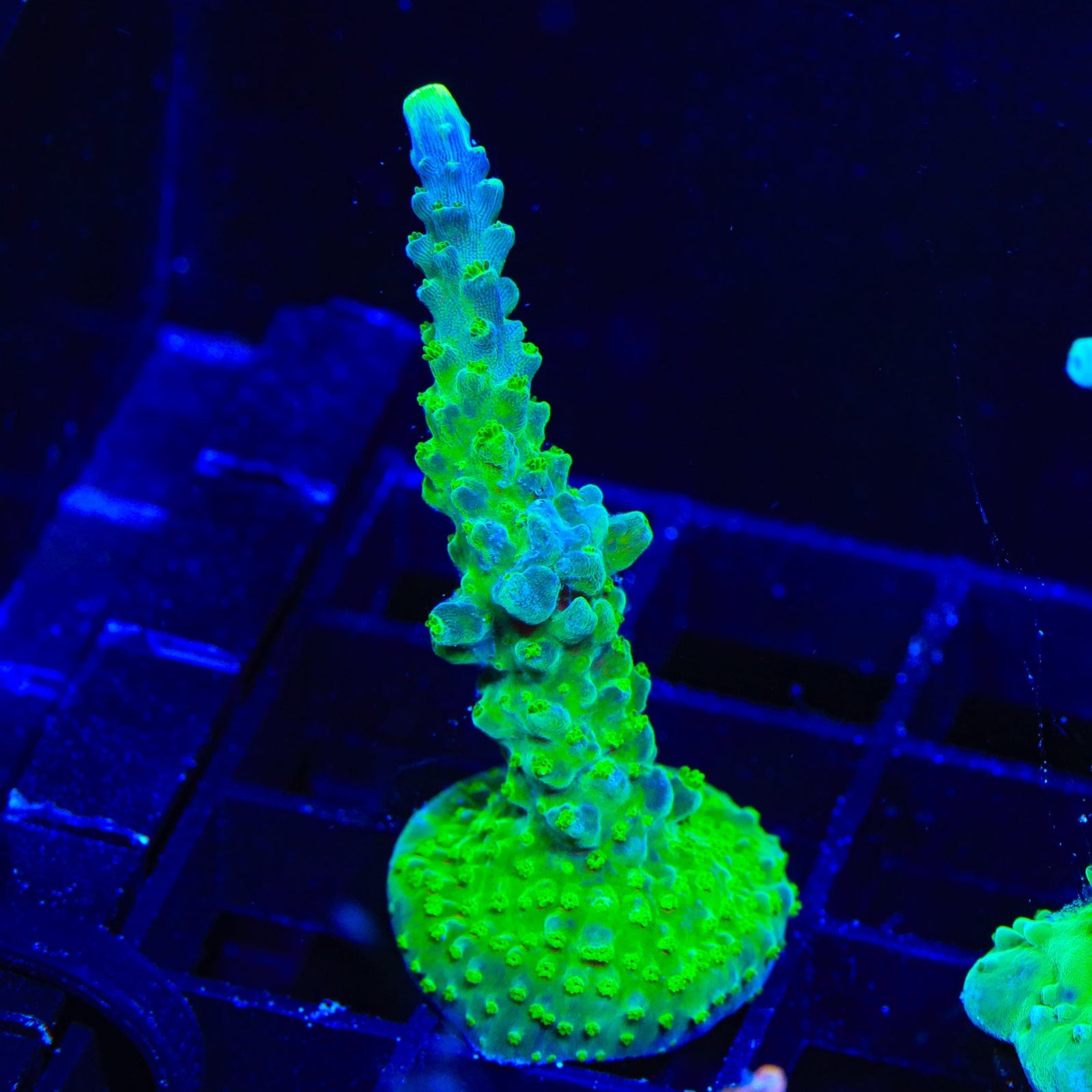 Paletta Tricolor Acropora Coral