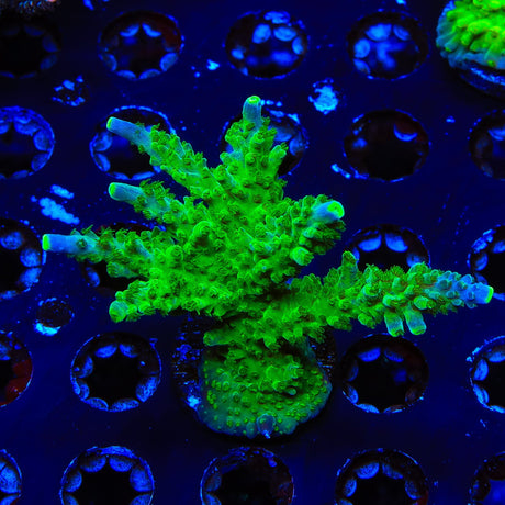 Paletta Tricolor Acropora XL Frag Coral