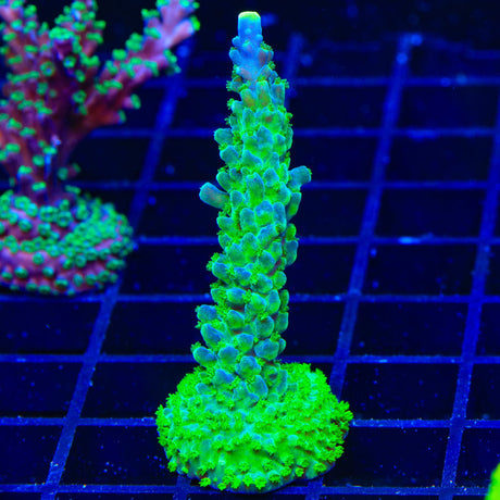 Paletta Tricolor Acropora XL Frag Coral