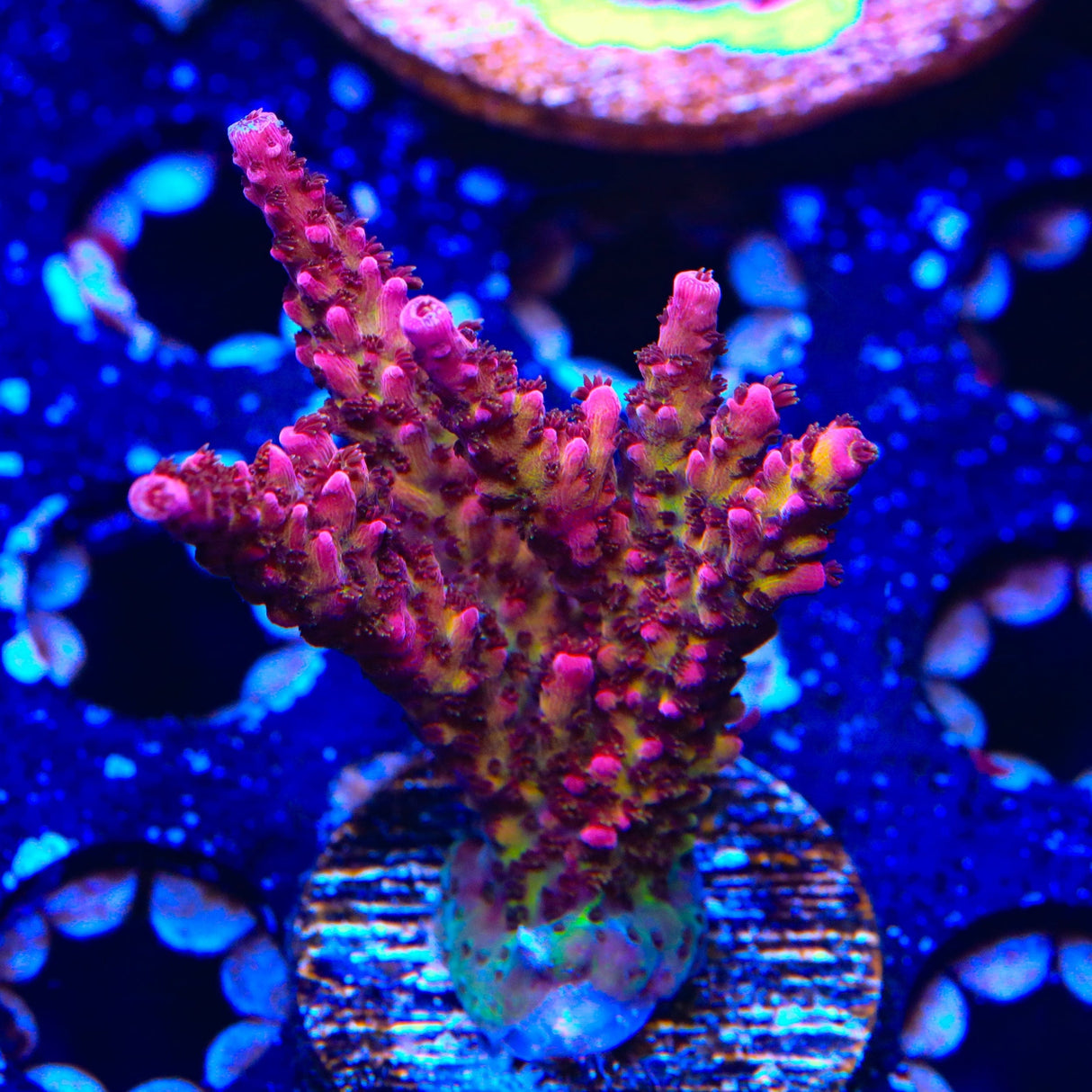 PC Rainbow Acropora Colony Coral