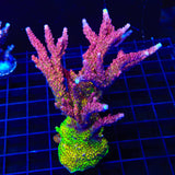 PC Rainbow Acropora Colony Coral