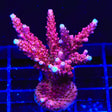 PC Rainbow Acropora Colony Coral
