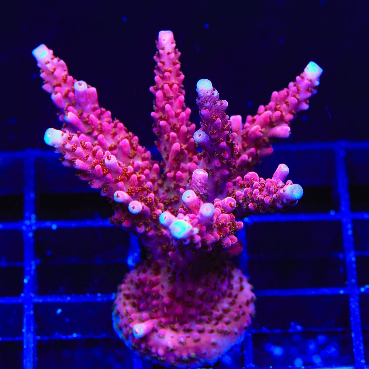 PC Rainbow Acropora Colony Coral