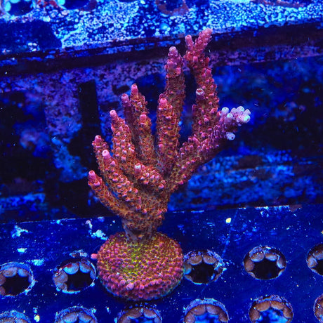 PC Rainbow Acropora Coral