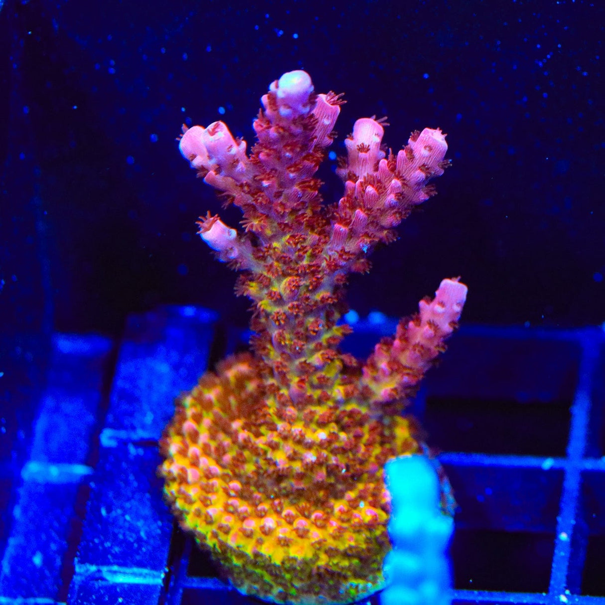 PC Rainbow Acropora Coral