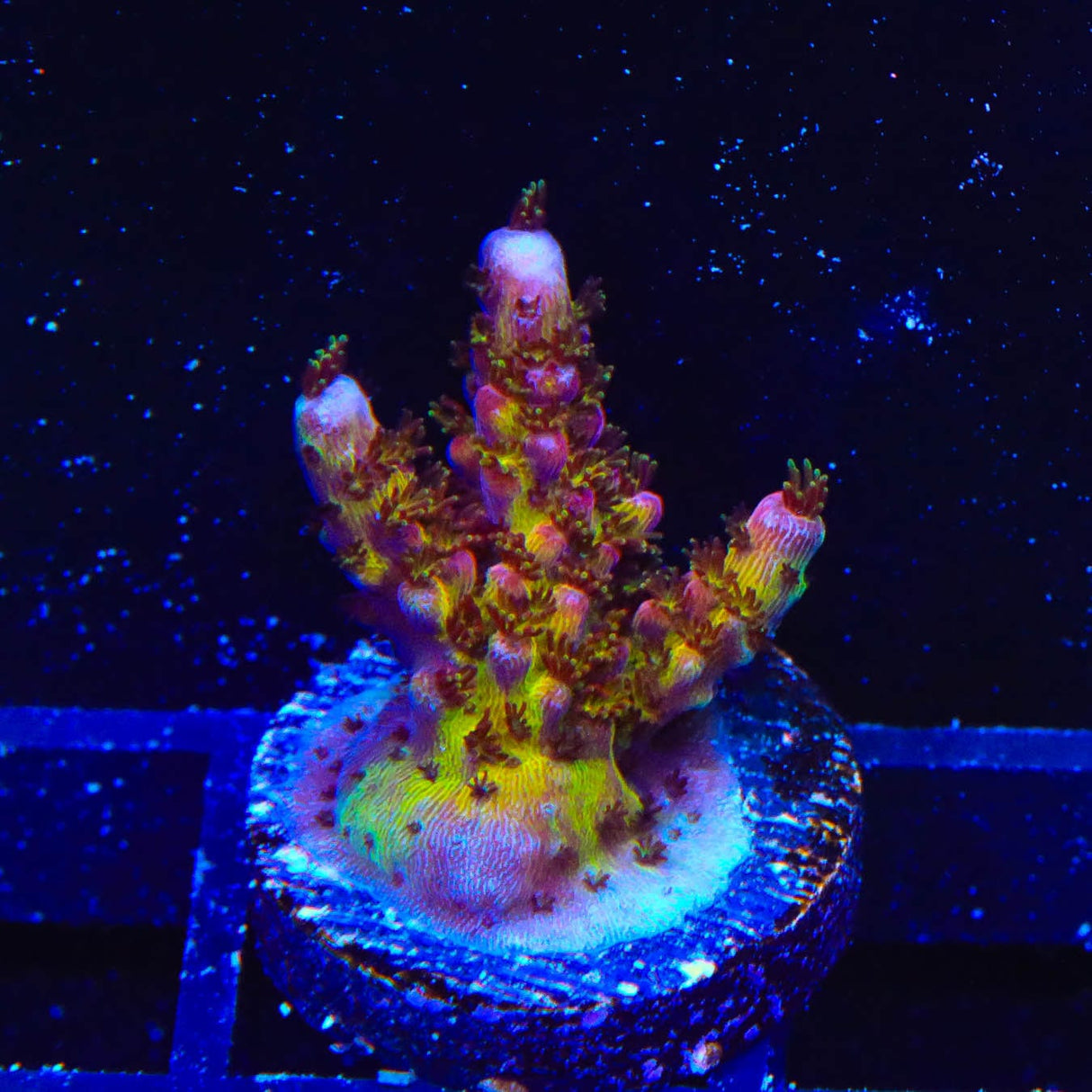 PC Rainbow Acropora Coral
