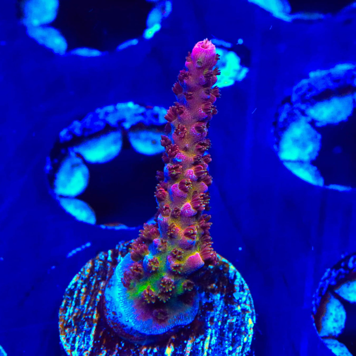 PC Rainbow Acropora Coral