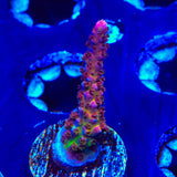 PC Rainbow Acropora Coral