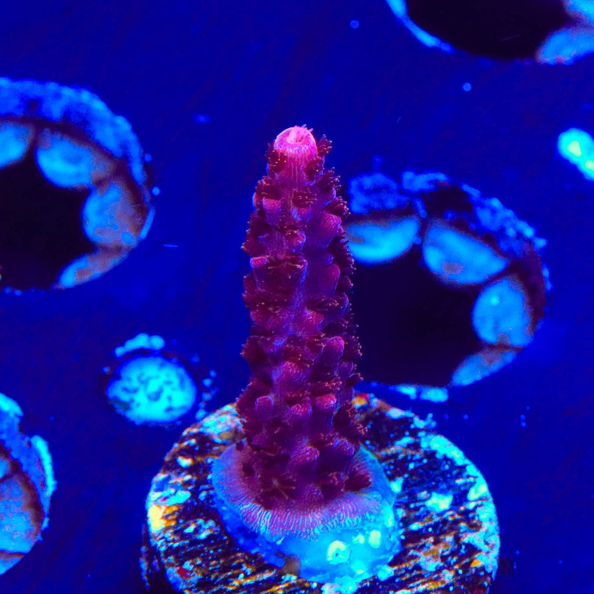 PC Rainbow Acropora Coral