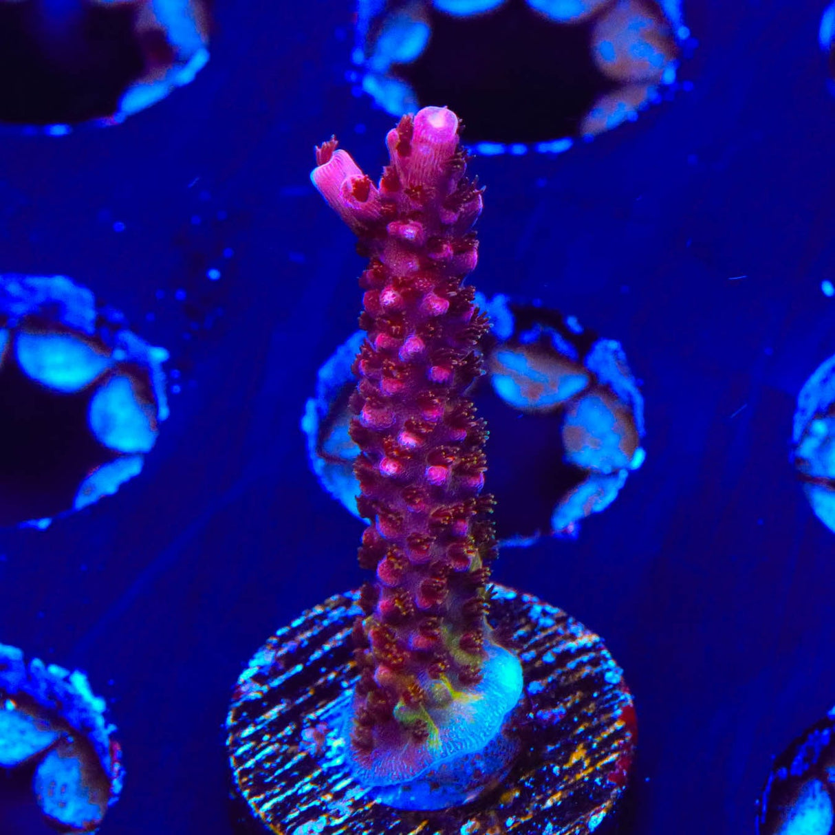 PC Rainbow Acropora Coral