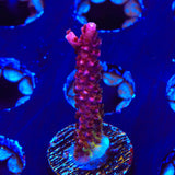 PC Rainbow Acropora Coral