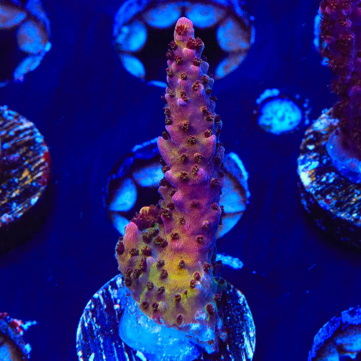 PC Rainbow Acropora Coral