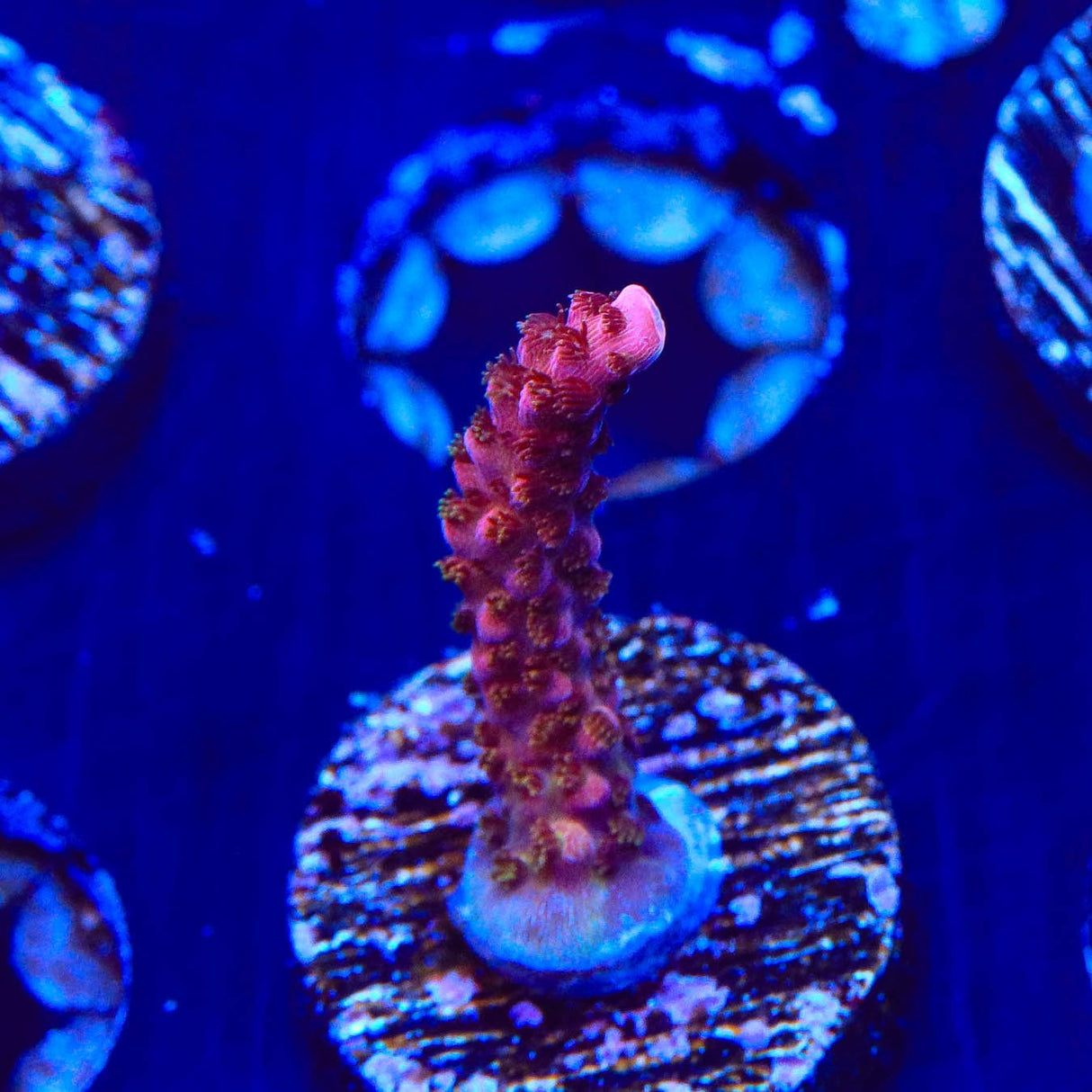 PC Rainbow Acropora Coral